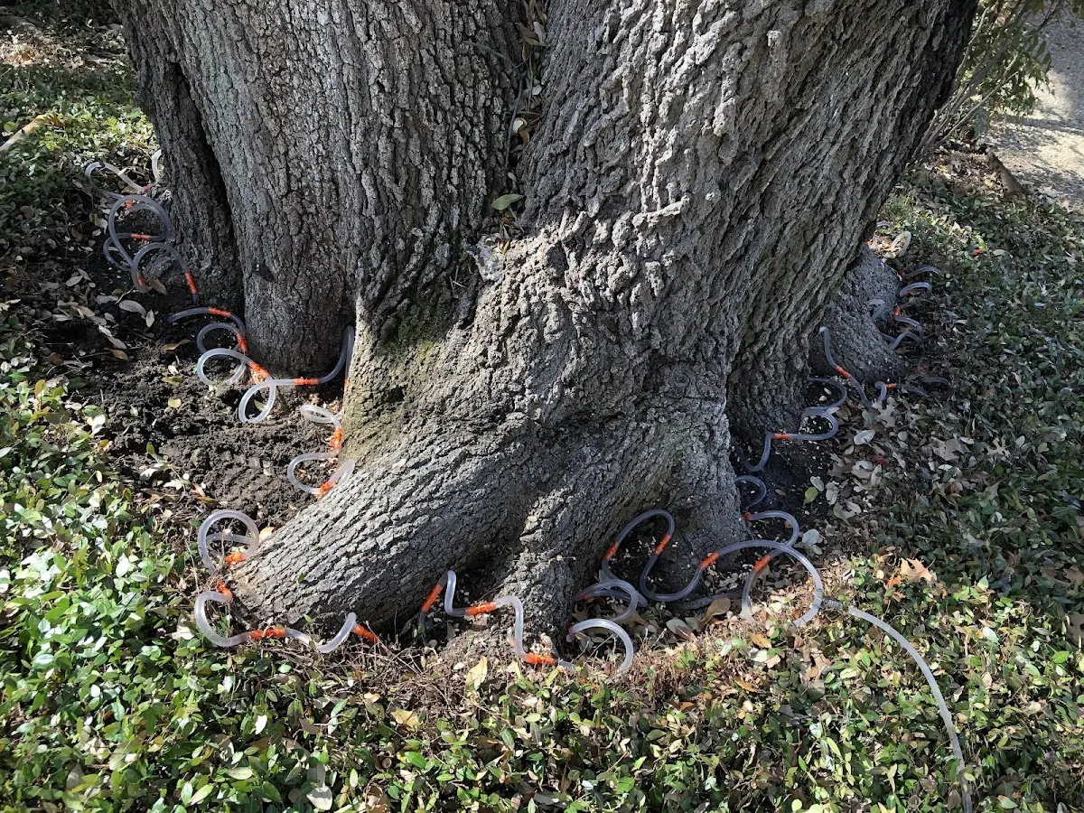 Detailed Tree Cabling and Bracing job site in Pomerene