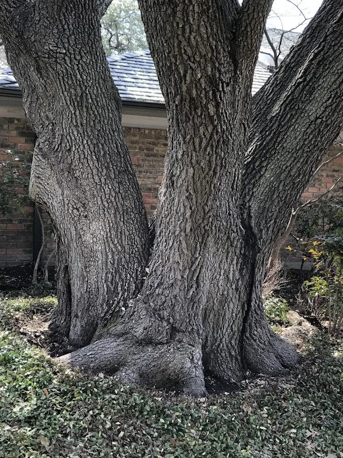 Mature heritage tree close to a Pomerene property cared for by certified arborists